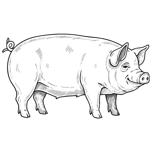 icone porc